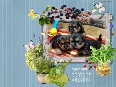 August 2018 -hier klicken -1 August 2018 -hier klicken -1