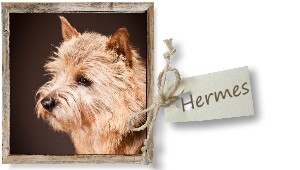 Hermes -hier klicken-