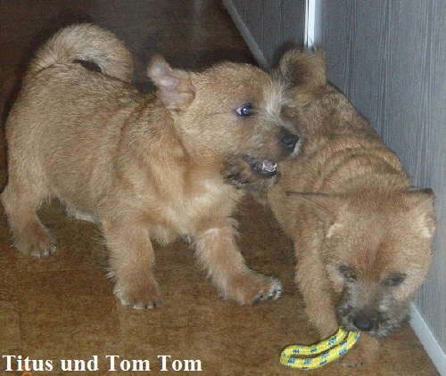 Titus+Tom Tom2